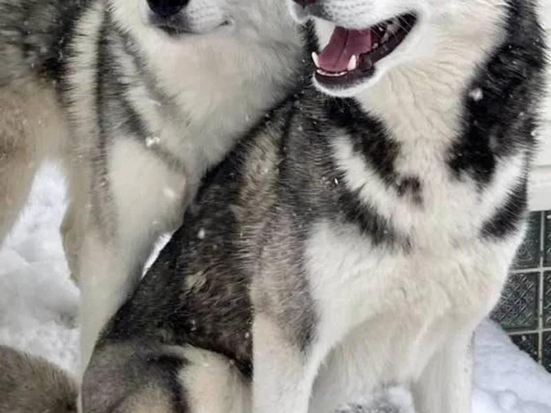 Anna's Siberian Huskies