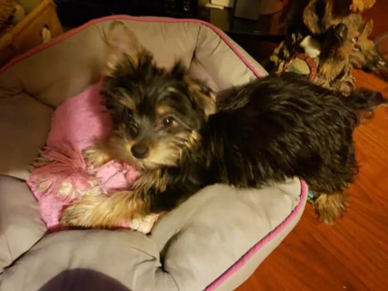 Anna's Yorkie Treasures