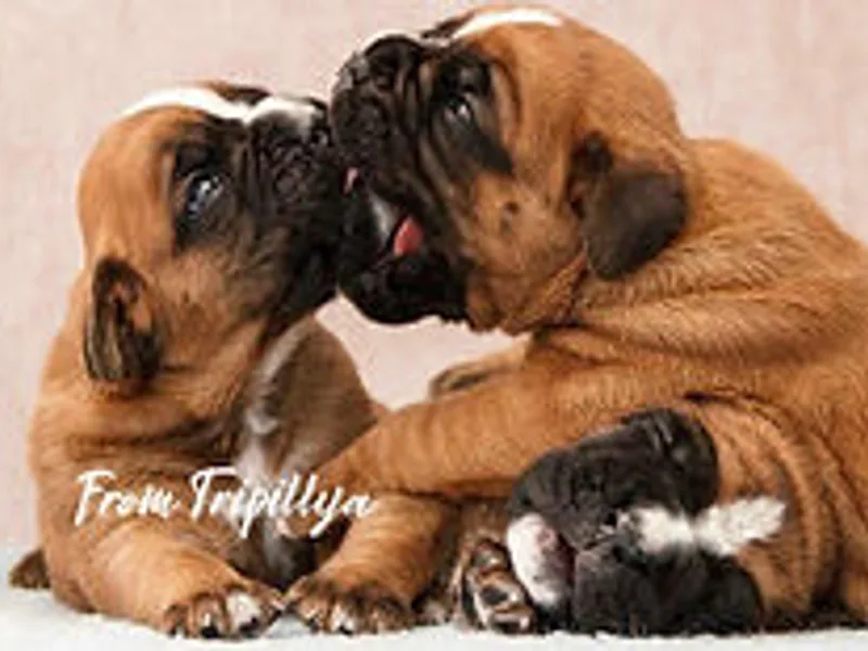 Anna Trofymenko kennel From Tripillya