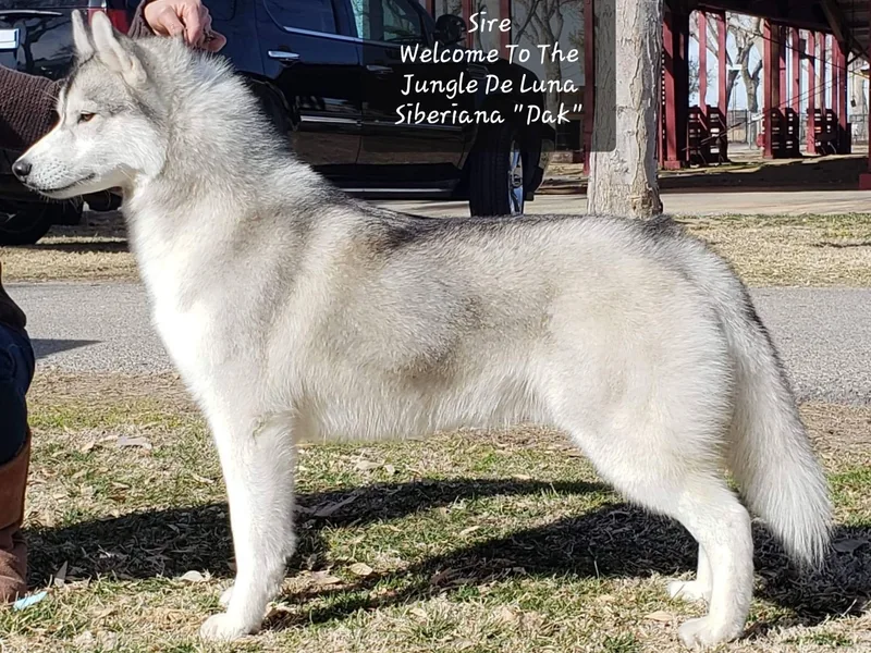 Anna Weber's Siberian Huskies
