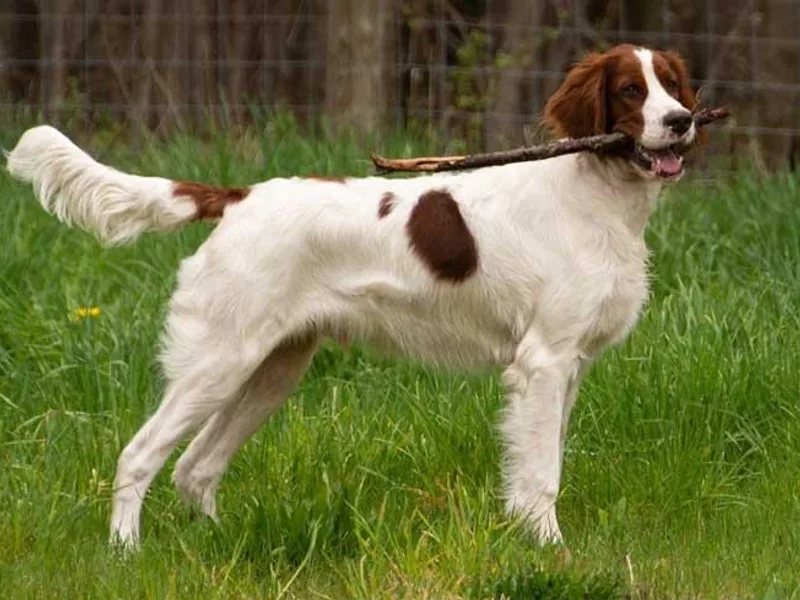 Annagh Irish Red and White Setters photo 1