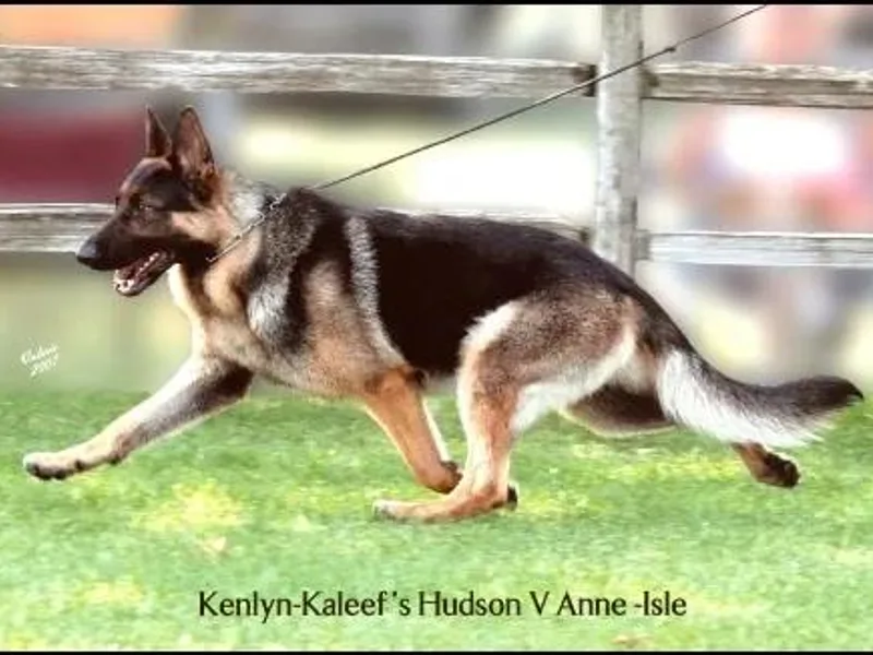 Anne Isle German Shepherds