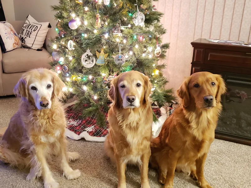 Anne's Golden Retrievers