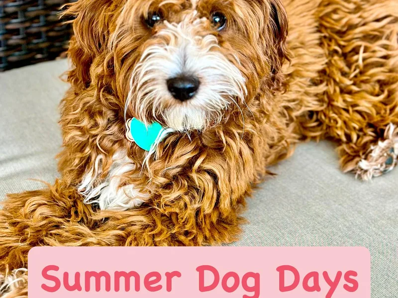 AnneLuna Goldendoodles