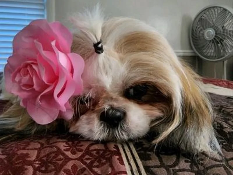 Annetta Diaz's Shih Tzus