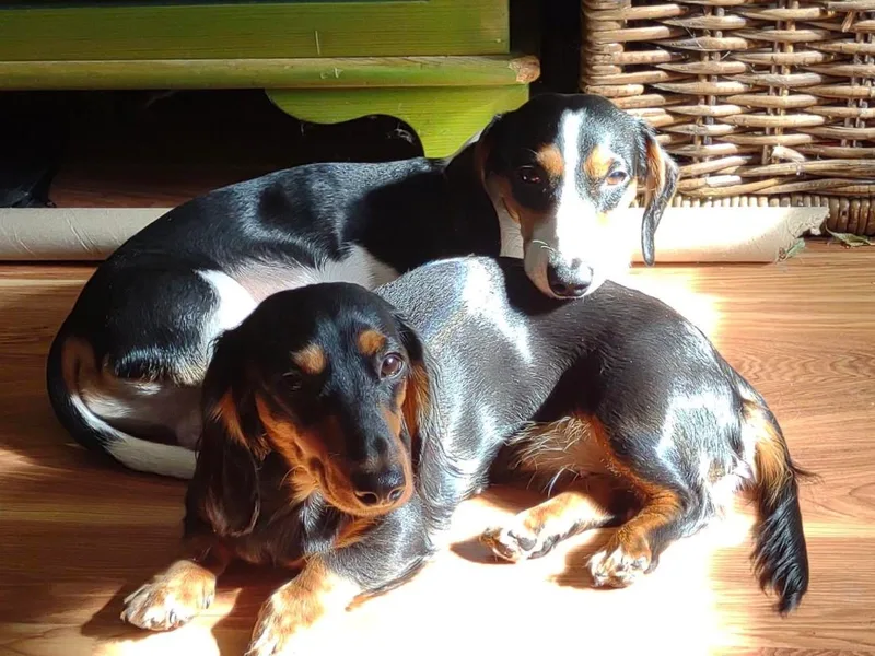Annette Bell's Dachshunds