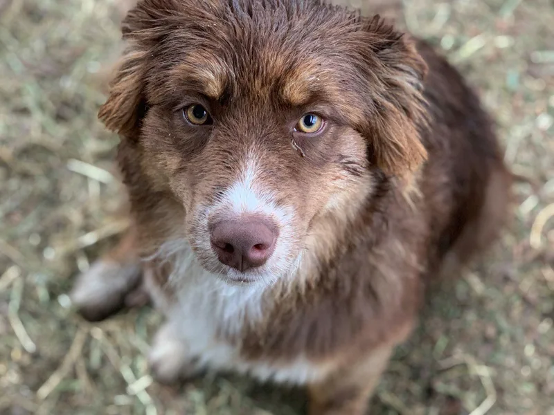 Annie's Aussies