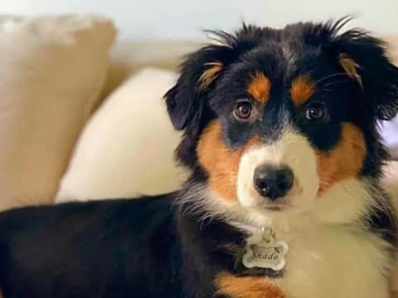 Annie’s Australian Shepherds