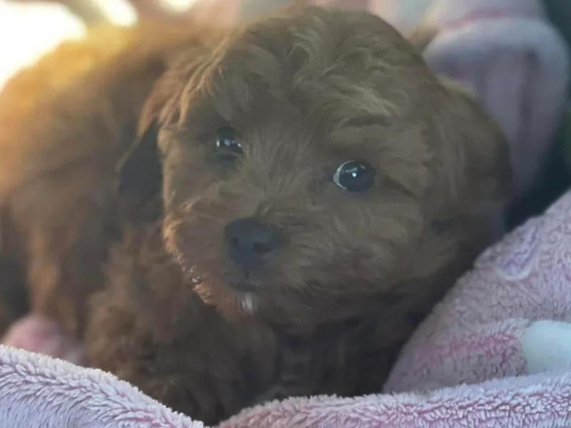 Annie’s Cavapoos photo 1