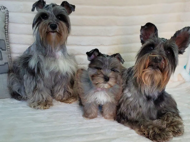 Annie's Country Schnauzers