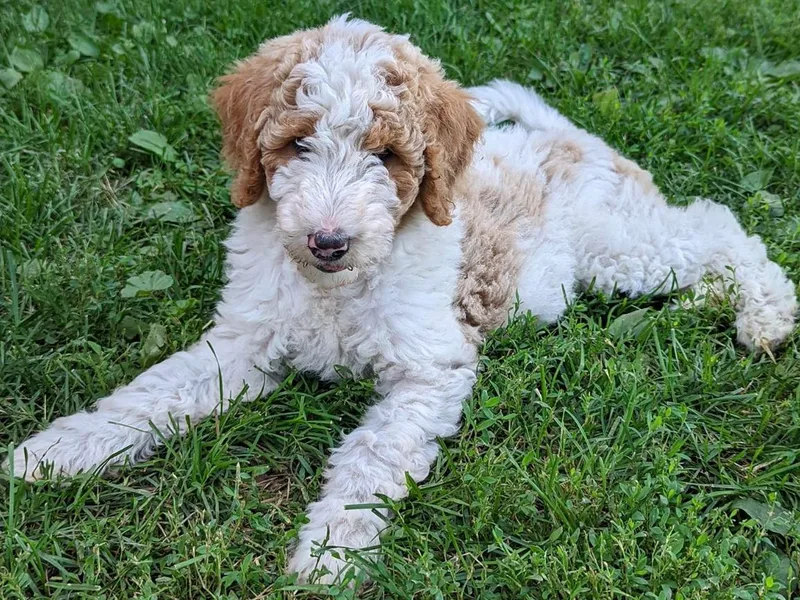 Annie's Doodle Group