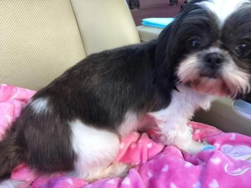 Annie’s Little Rascals