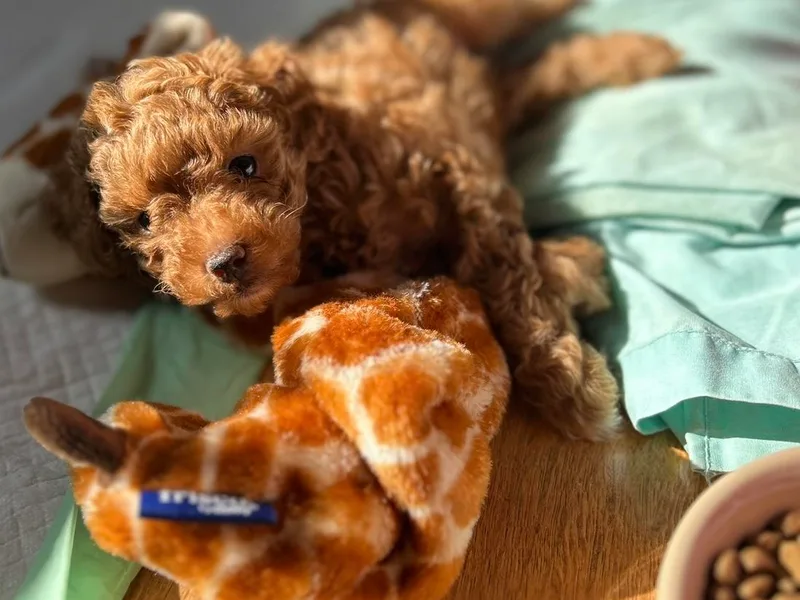 Annie’s Toy Poodles
