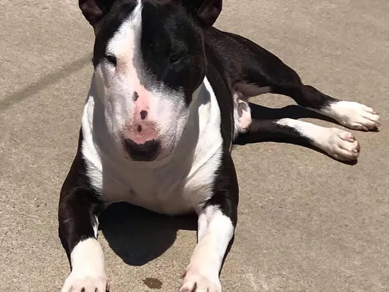 Annwn Mini Bulls photo 1