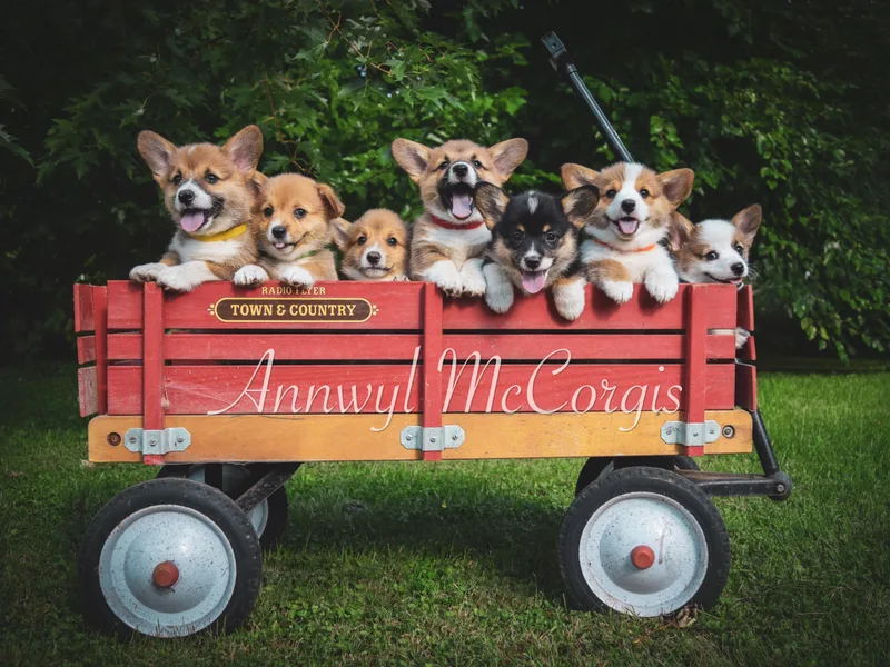 Annwyl McCorgis