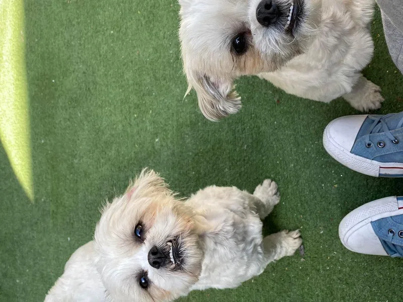 Anodja's Shichons photo 1