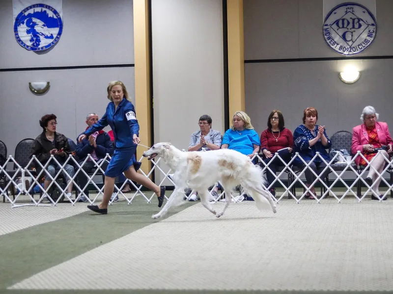 Anotak Borzoi photo 1
