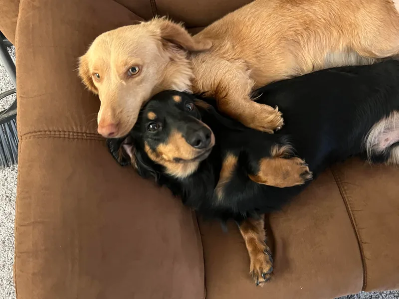 ANQ Dachshunds