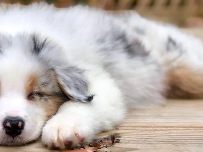 Antebellum Australian Shepherds