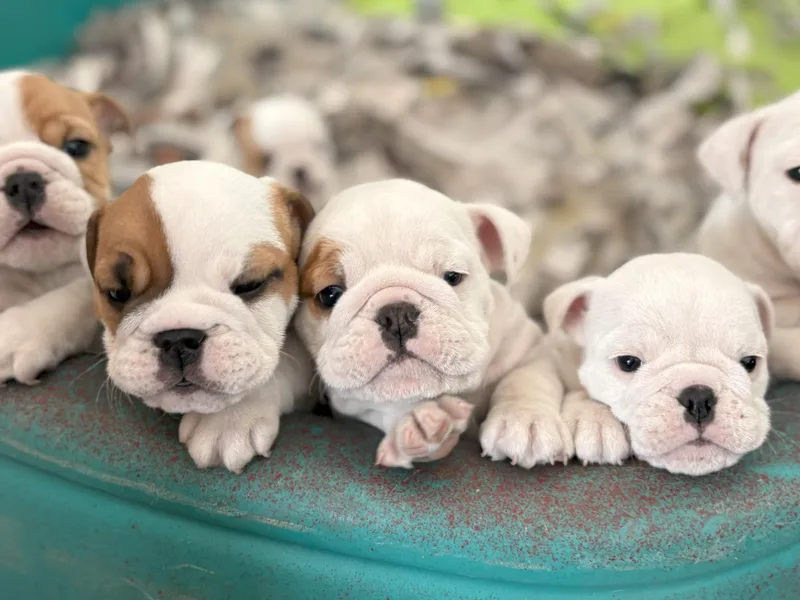 Anthony Manor Bulldogs