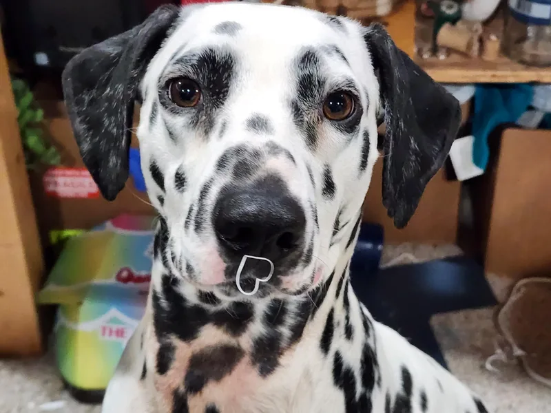 Anthony's Dalmatians