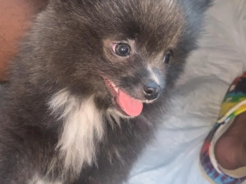 Anthony’s Diamond Pomeranians