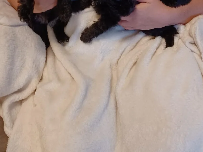 Anthony's Miniature Schnauzers