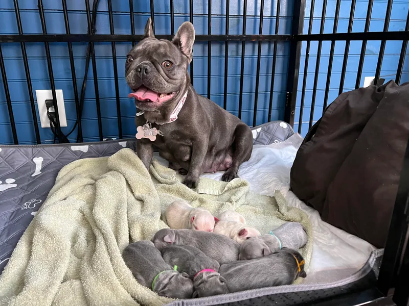 Antietam Creek French Bulldogs