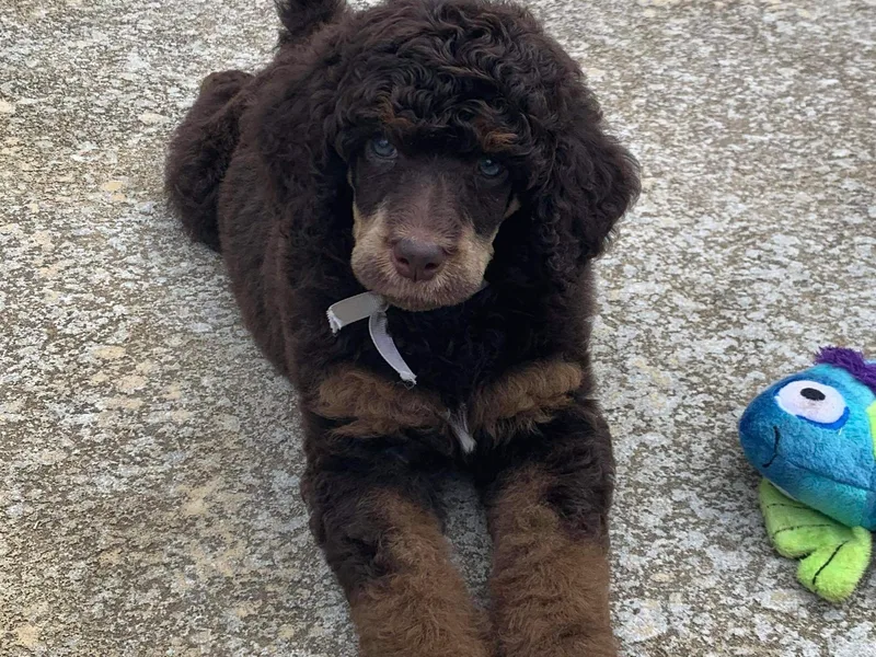 Antigua Standard Poodles
