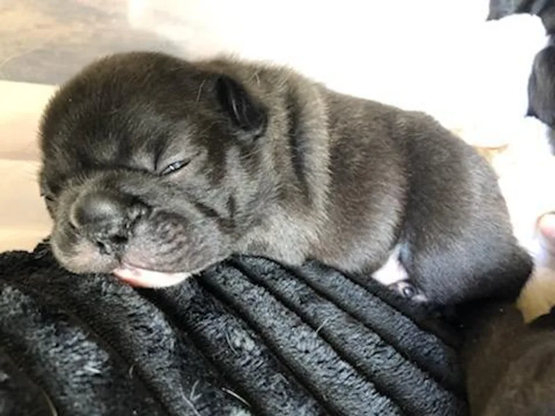 Antionette's Frenchies