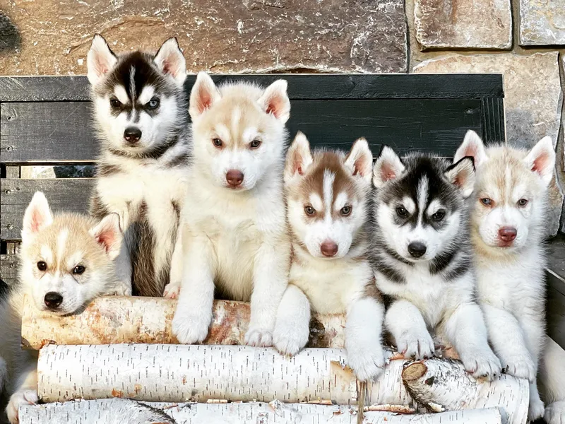 Antler Creek Siberians