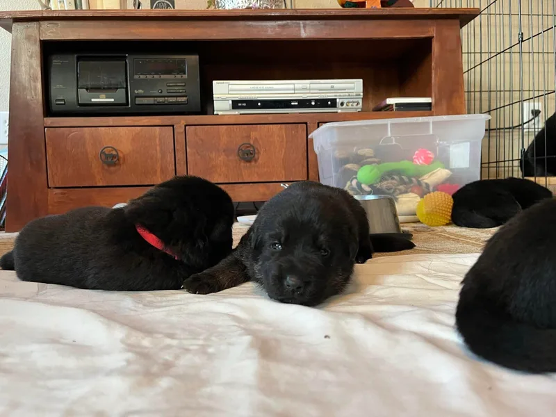 Antler Ranch German Shepherd Dogs