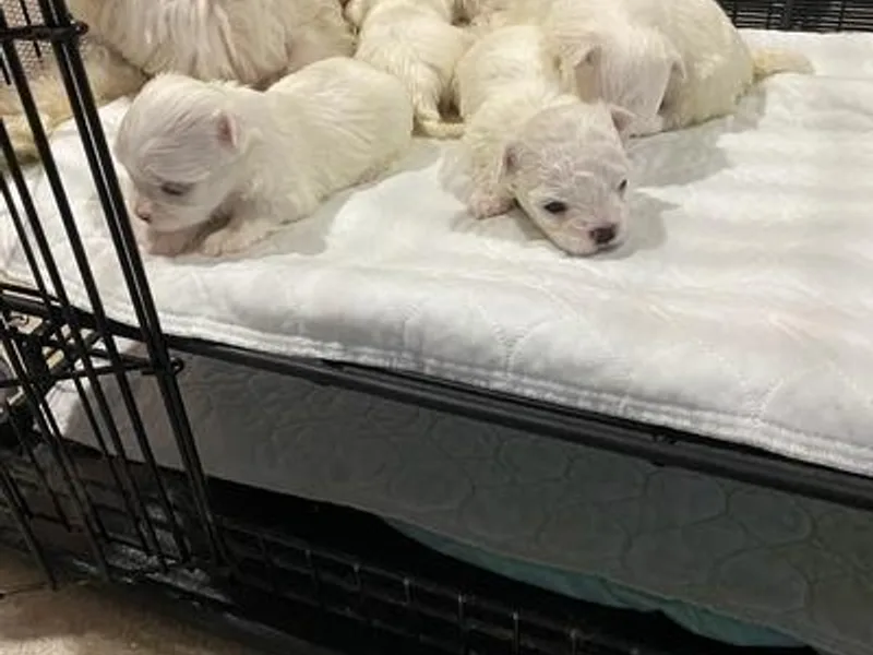 Antoniette's Maltese