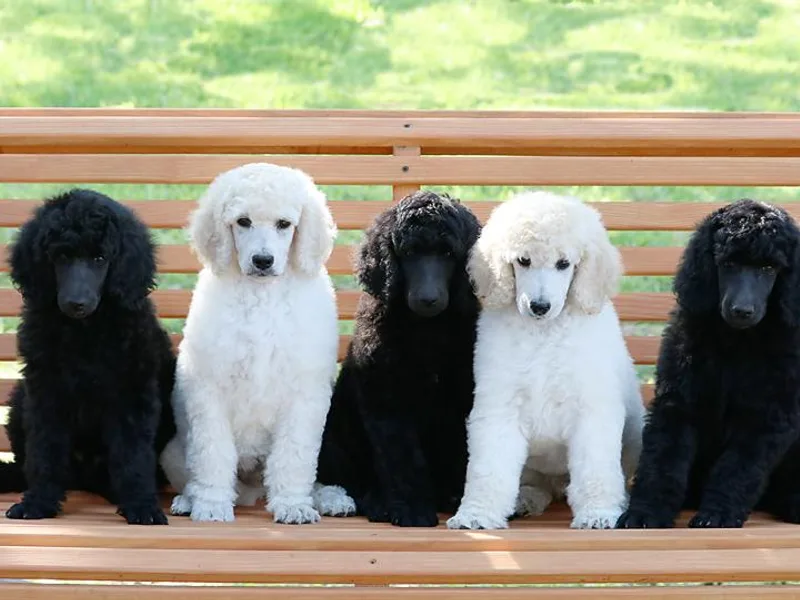 Anutta Poodles