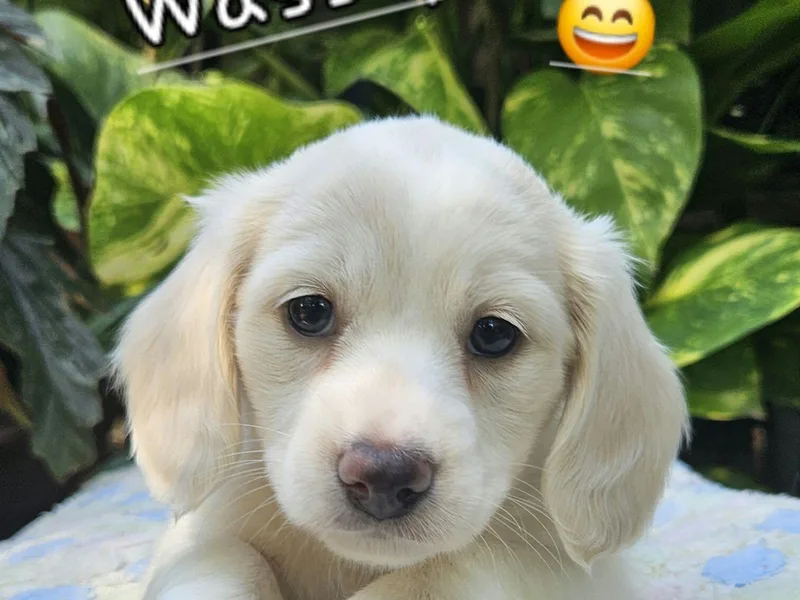 Anytime Dachshunds by D.B.