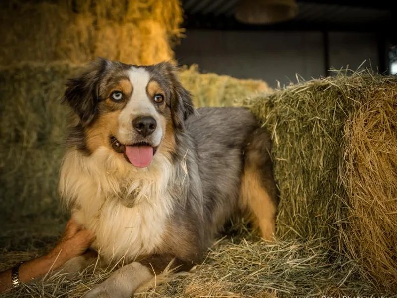 AP Ranch Mini Aussies