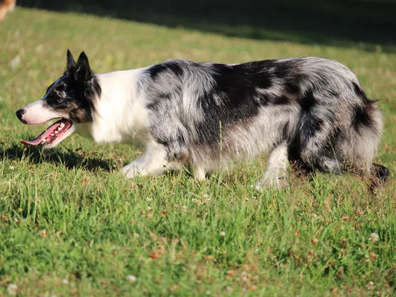 Apex Border Collies