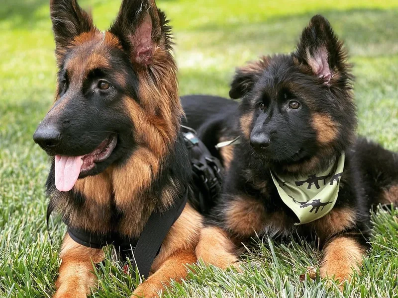 Apex GSD Specialists