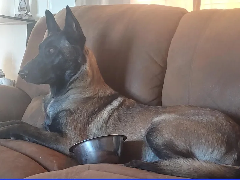 Apex K9 Center LLC