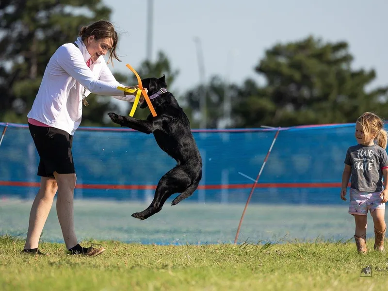 APEX Sport Dogs