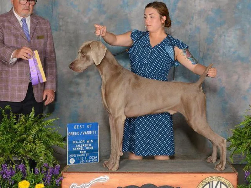 Apex Weimaraners