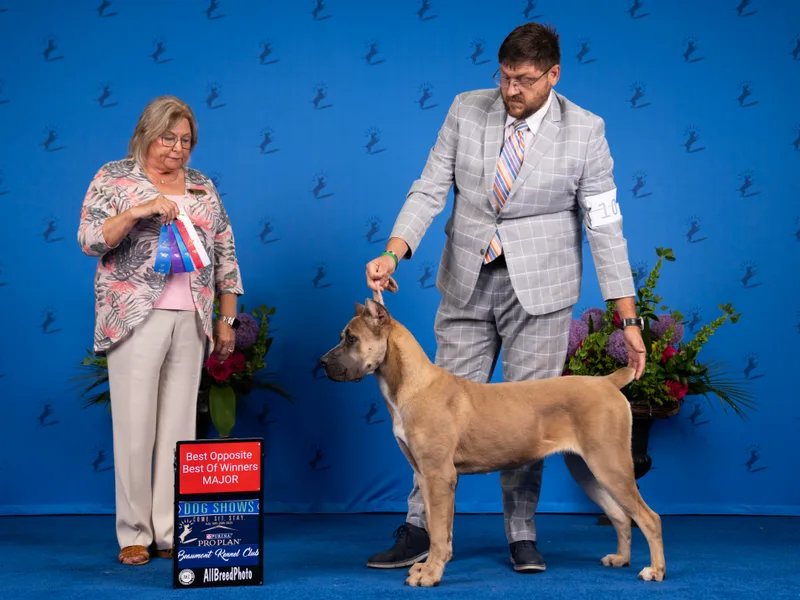 APEXOK Cane Corsos LLC