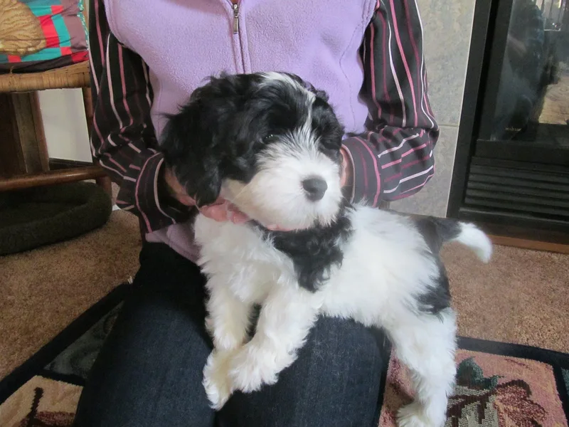 Apogee Portuguese Water Dogs