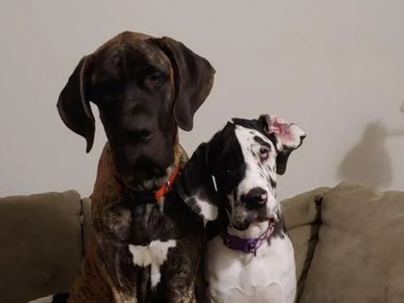Apollo's Great Danes (AGD's)