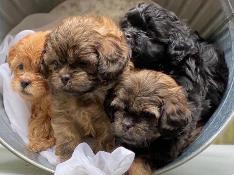 Apollo's Pack photo 1