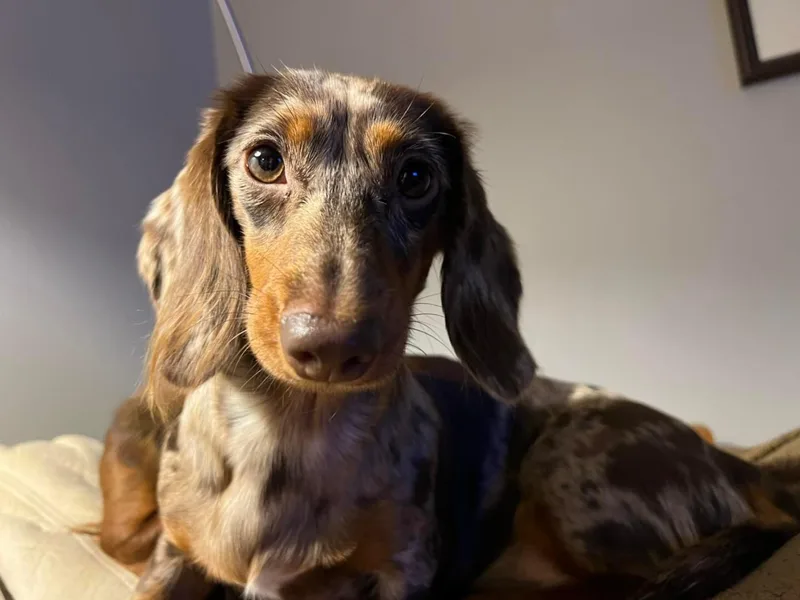 Appalachian Dachshunds