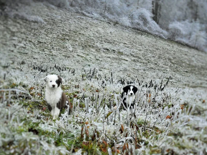 Appalachian Ghost Dogs