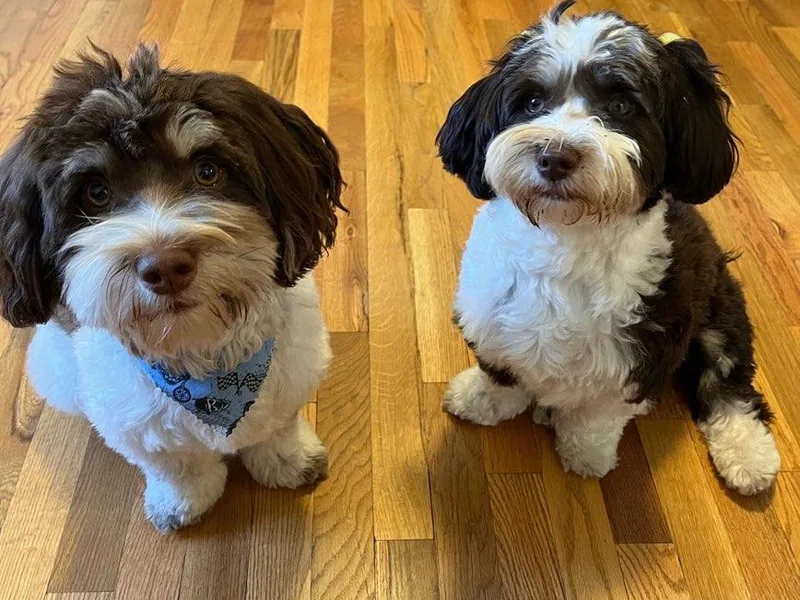 Appalachian Havanese photo 1