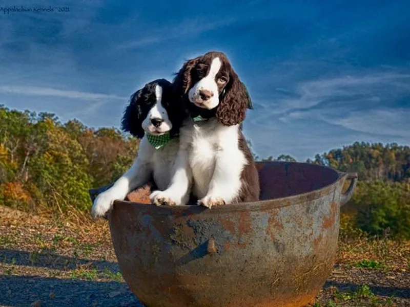 Appalachian Kennels