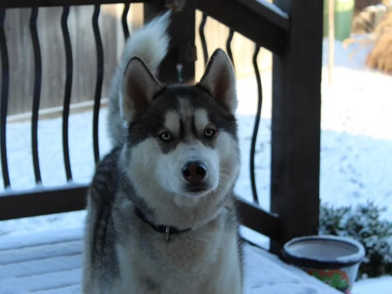 Appalachian Siberians LLC